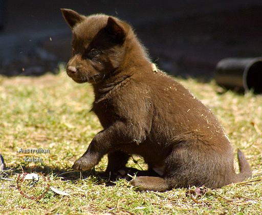 Australian Kelpie 9P022D-063.JPG